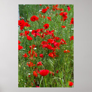 Affiche Field of red poppies