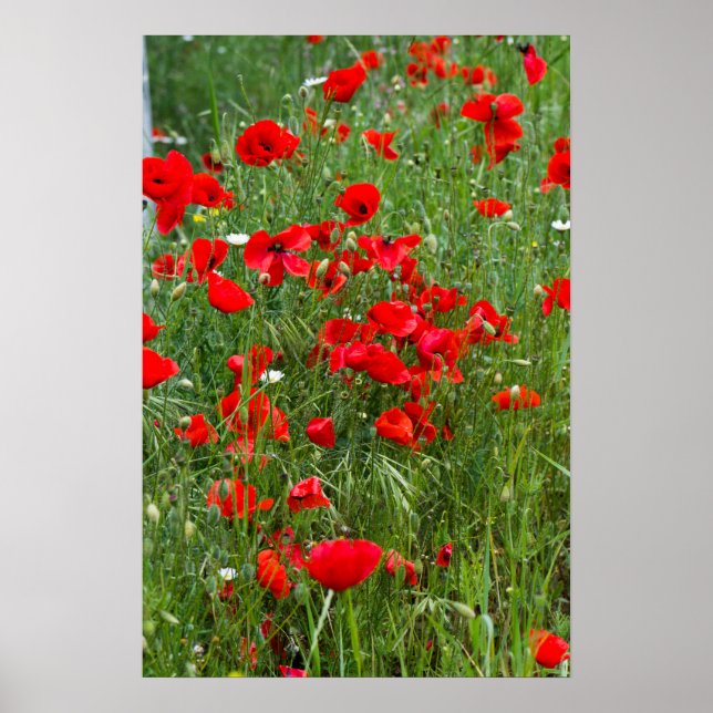 Affiche Field of red poppies (Devant)