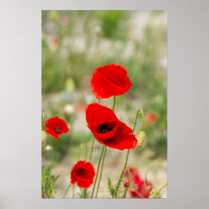 Affiche Field of red poppies