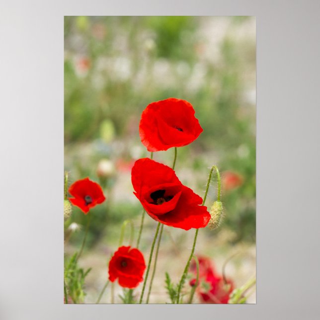 Affiche Field of red poppies (Devant)
