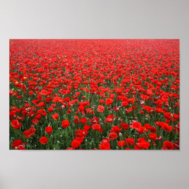 Affiche Field of Red Poppies (Devant)