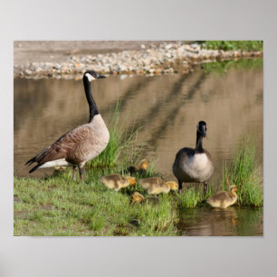 Affiche Fier Canada Goose Famille Faune