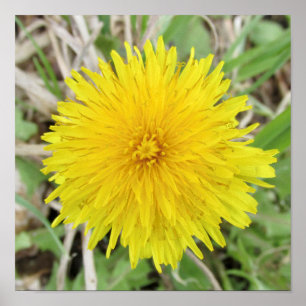 Affiche Fier Dandelion Fleur.