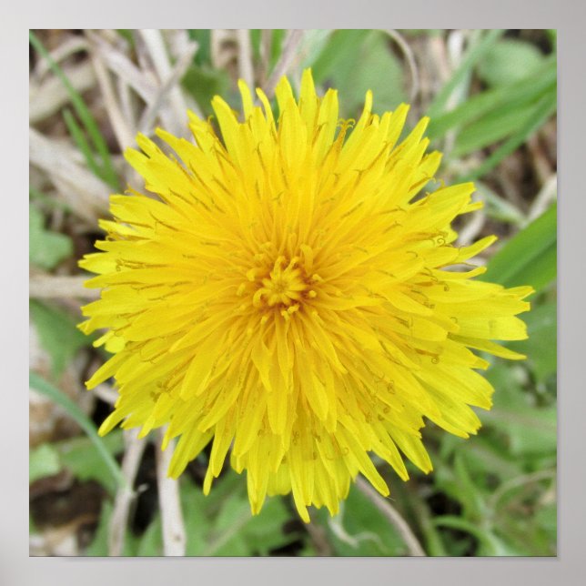 Affiche Fier Dandelion Fleur. (Devant)