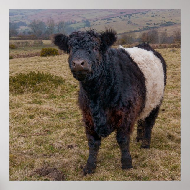 Affiche Fier debout de la ceinture Galloway sur Dartmoor F (Devant)