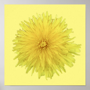 Affiche Fière Dandelion Flower - transparent.