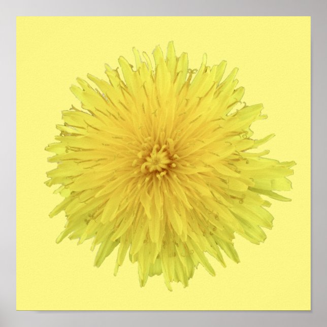Affiche Fière Dandelion Flower - transparent. (Devant)