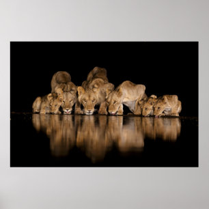 Affiche Fierté de lions buvant au point d'eau la nuit