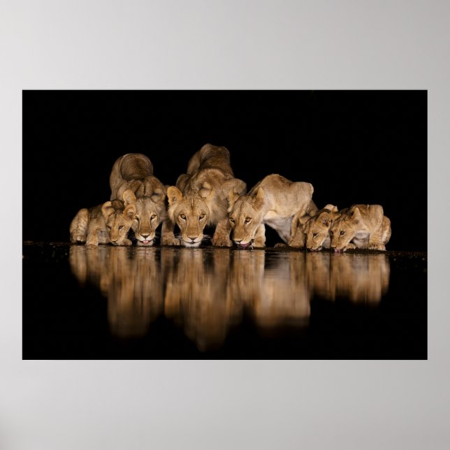 Affiche Fierté de lions buvant au point d'eau la nuit (Devant)