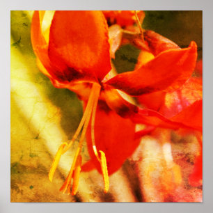 Affiche Fiery Orange Daylily Flower Close Up Abstract