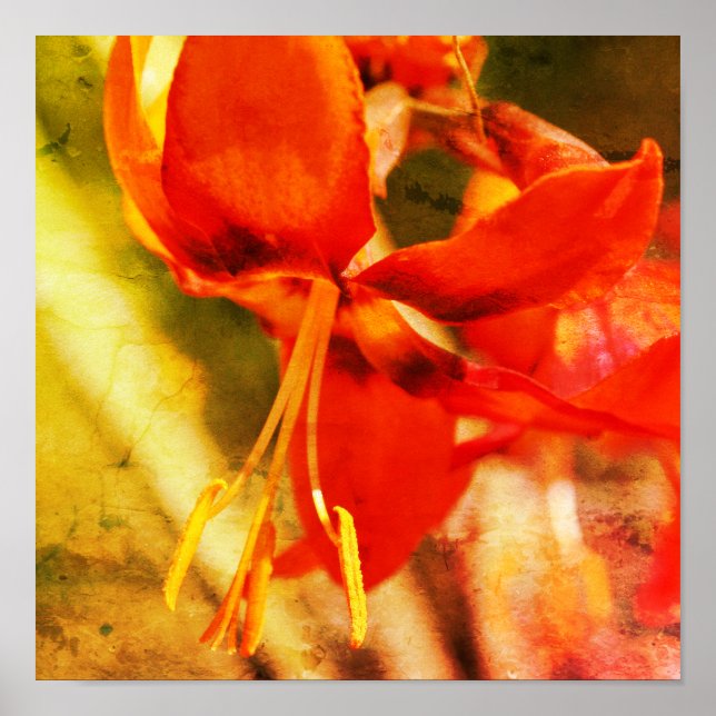 Affiche Fiery Orange Daylily Flower Close Up Abstract (Devant)