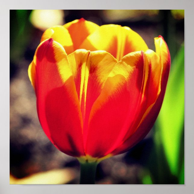 Affiche Fiery Orange Jaune Tulip Fleur gros (Devant)
