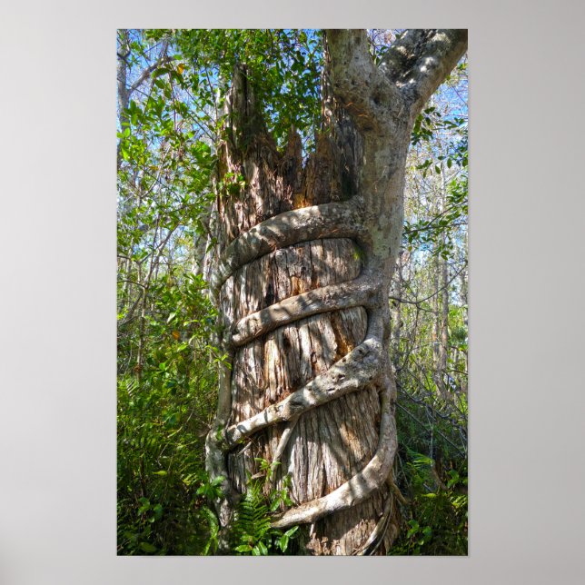 Affiche Fig Strangler, Gros marais Cypress, Floride (Devant)