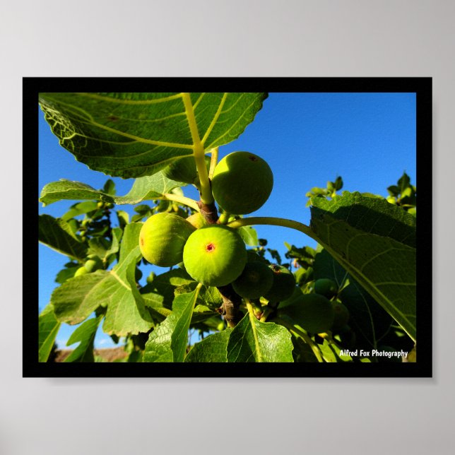 Affiche Figues blanches Ciel bleu (Devant)