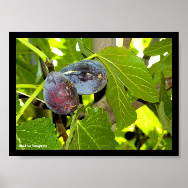 Affiche Figues violettes dans l'arbre (Devant)