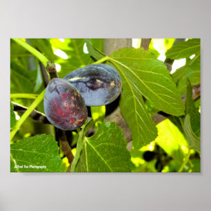 Affiche Figues violettes dans l'arbre