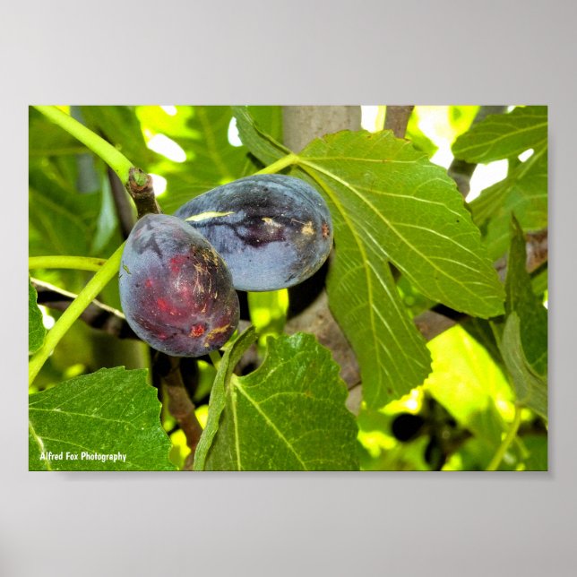 Affiche Figues violettes dans l'arbre (Devant)