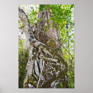 Affiche Figuier étrangleur, Big Cypress National Preserve,