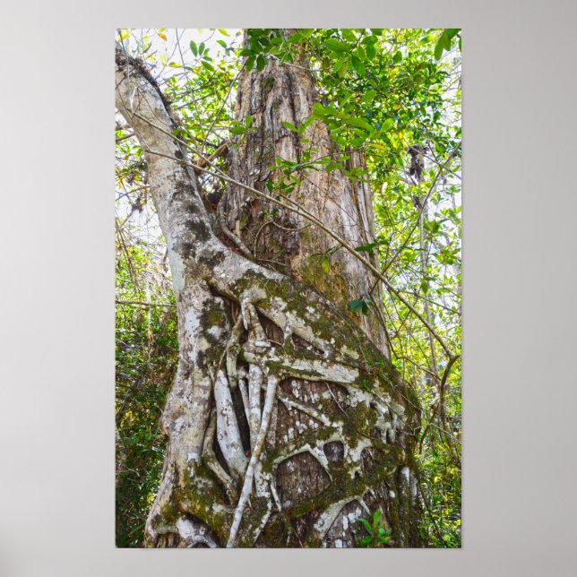 Affiche Figuier étrangleur, Big Cypress National Preserve, (Devant)