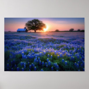 Affiche Filet de Bluebonnets au coucher du soleil avec gra