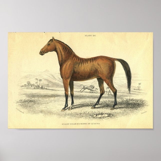 Affiche Filet d'impression de cheval vintage (Devant)