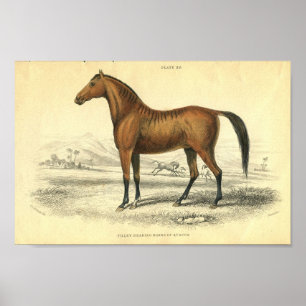 Affiche Filet d'impression de cheval vintage