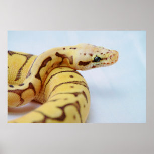 Affiche Fin jaune de python de boule