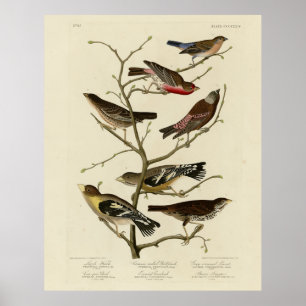 Affiche Finch, Bunting, Grosbeak, Audubon Birds of America