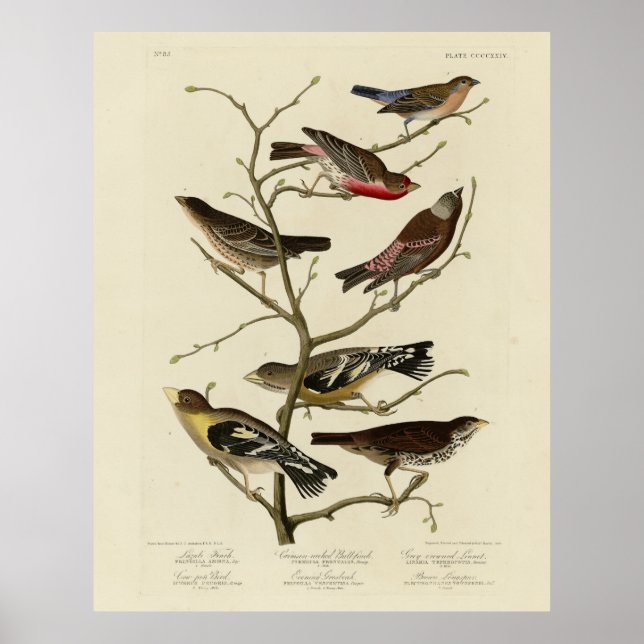 Affiche Finch, Bunting, Grosbeak, Audubon Birds of America (Devant)