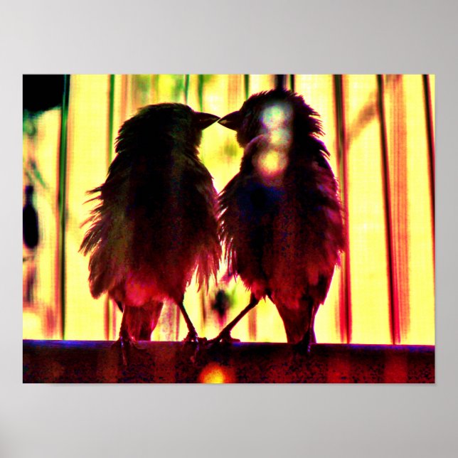 Affiche Finch Love (Devant)