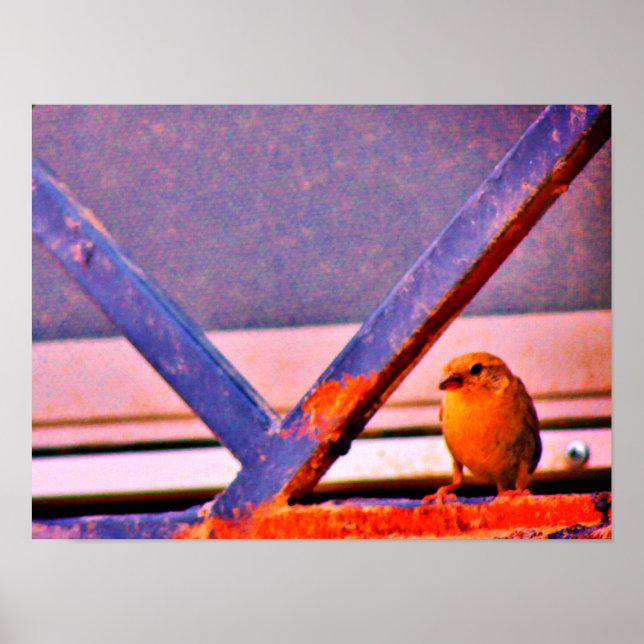 Affiche Finch minuscule (Devant)