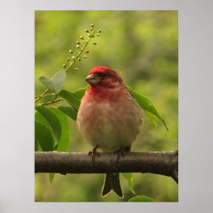 Affiche Finch pourpre