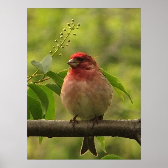 Affiche Finch pourpre (Devant)