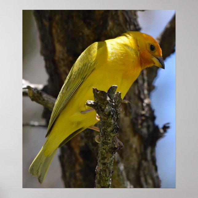 Affiche Finch safran jaune (Devant)
