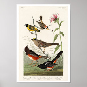Affiche Finch, Siskin, Bunting par Audubon