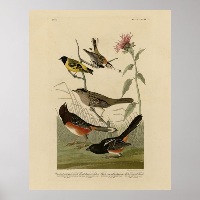 Affiche Finch, Towhee, Sparrow, Audubon's Birds of America (Devant)