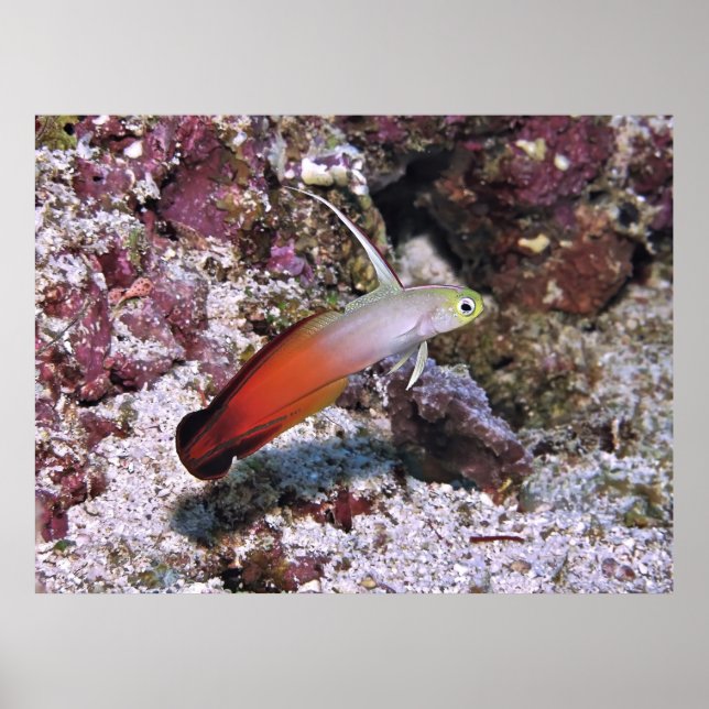 Affiche Fire Dart Goby (Devant)