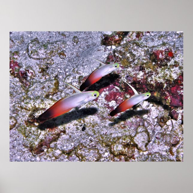 Affiche Fire Goby Trio (Devant)