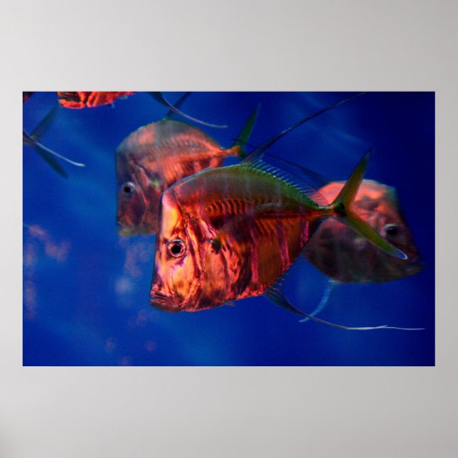 Affiche Fish Bathing in Neon (Devant)