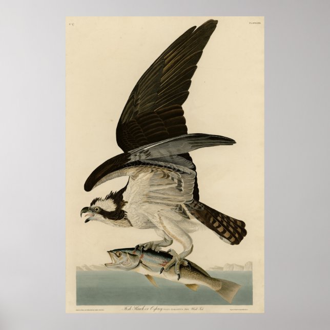 Affiche Fish Hawk, Osprey, from Audubon's Birds of America (Devant)