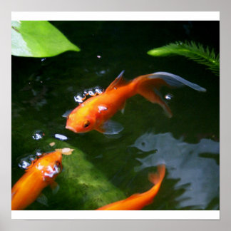 Affiche FISH TALES www.debbie-may.fineartamerica.com