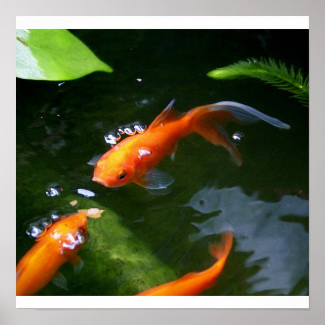 Affiche FISH TALES www.debbie-may.fineartamerica.com (Devant)