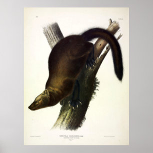 Affiche Fisher (Martre de Pennant ou Fisher de Chat) par A