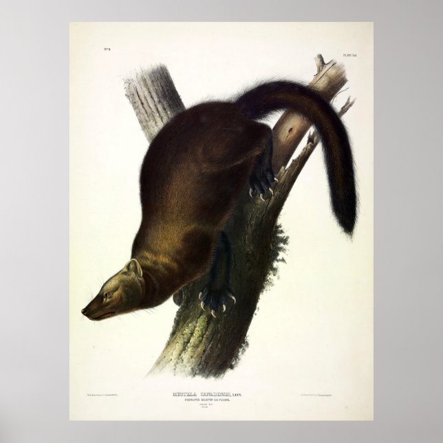 Affiche Fisher (Martre de Pennant ou Fisher de Chat) par A (Devant)