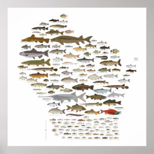 Affiche Fishes of Wisconsin