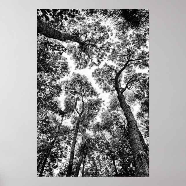 Affiche Fit naturel (sommet de l'arbre) (Devant)