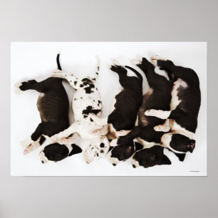 Affiche Five Harlequin Great Dane puppies sleeping