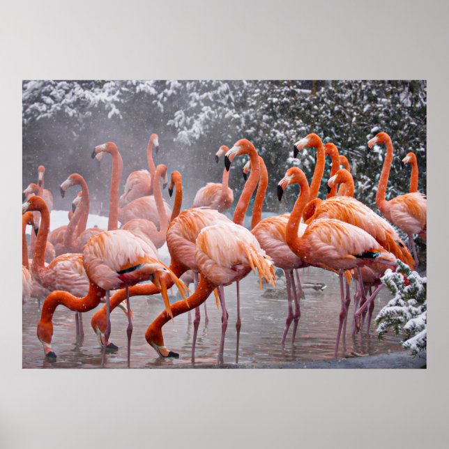Affiche Flamant américain, oiseau coloré,   (Devant)