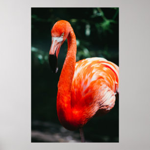 AFFICHE FLAMANT ROSE