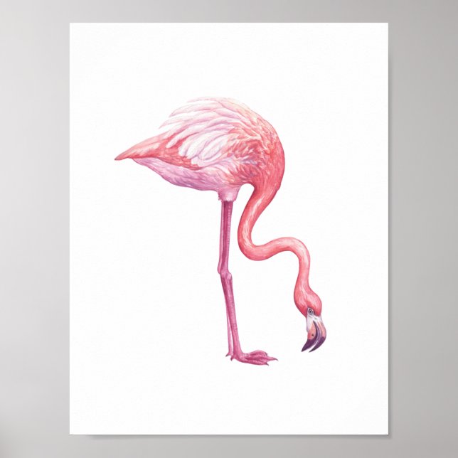 Affiche Flamant rose (Devant)